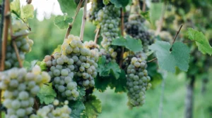 Ilustrasi Kebun Anggur Duyu, Kampung Reforma Agraria di Palu