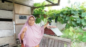 Petani Anggur di desa Reforma Agraria Duyu di Palu